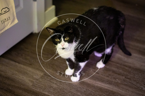Pet_Project_Print-215