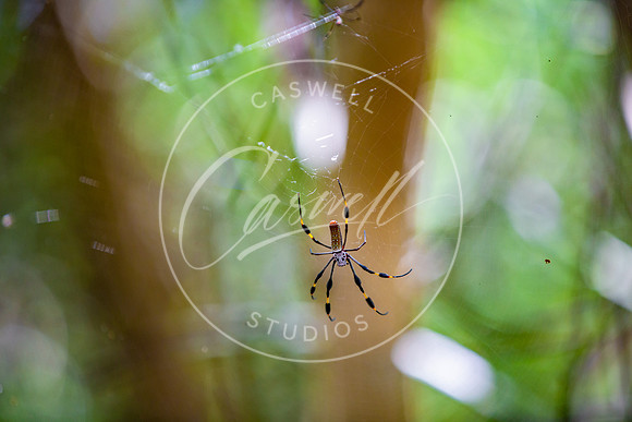 The Spider