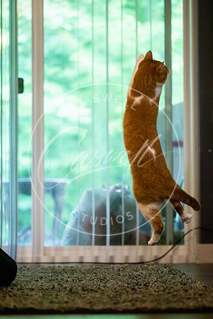 Pet_Project_Print-217