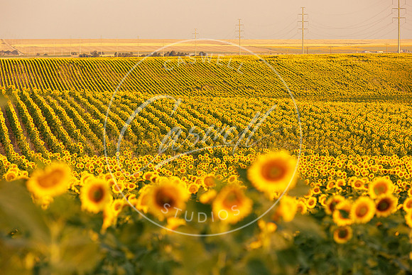Field of Color