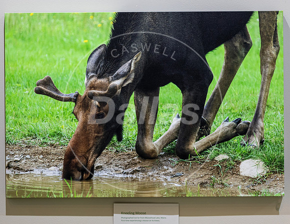 Kneeling Moose On Display in Studio  24x36 Canvas