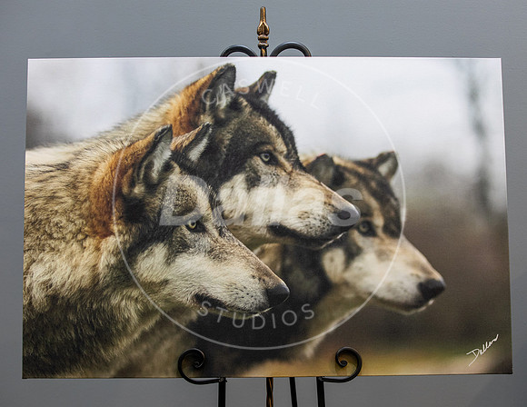 Wolves on Alert On Display in Studio  24x36 Canvas