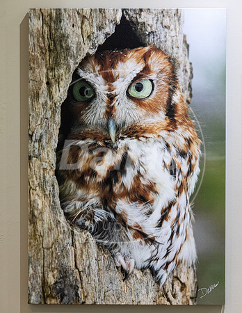 Owl On Display in Studio  24x36 Canvas