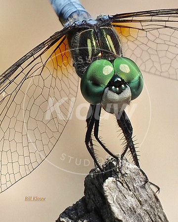 P7040020