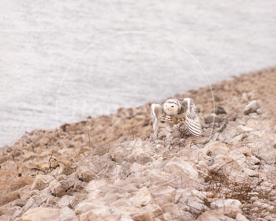 L_Houseman-6