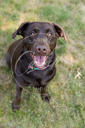 Pet_Project_Print-15