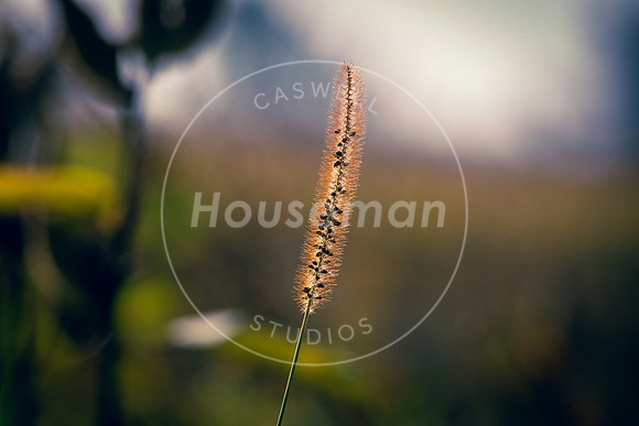L_Houseman-3