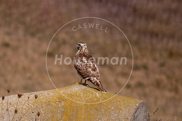 L_Houseman-5