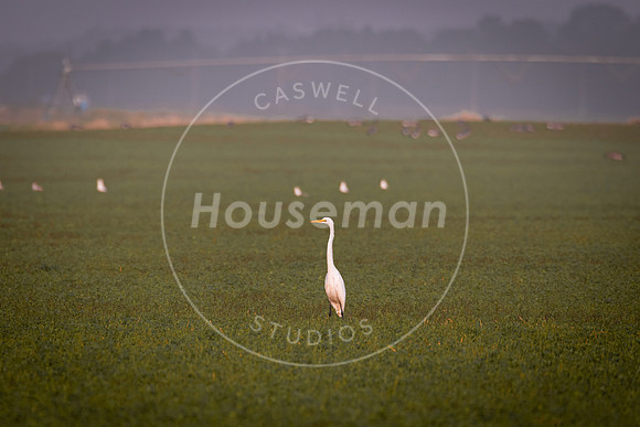 L_Houseman