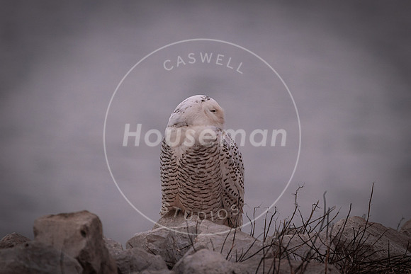 L_Houseman-8