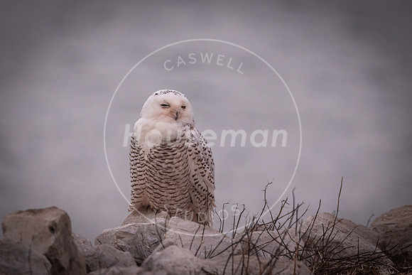 L_Houseman-7