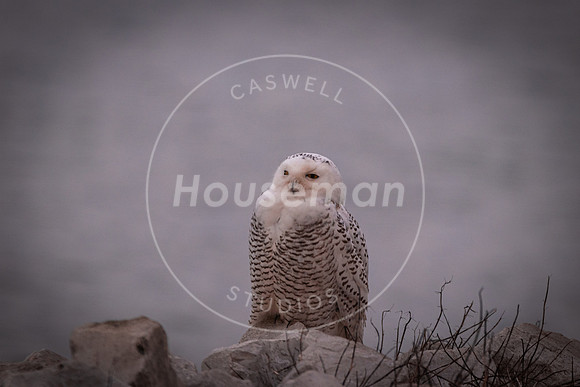 L_Houseman-9