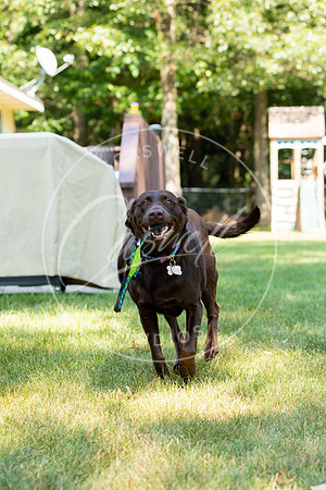 Pet_Project_Print-8