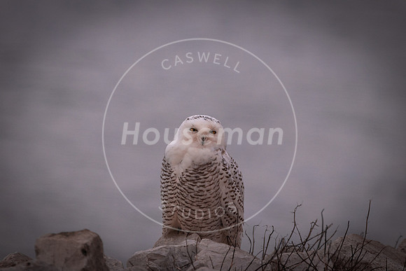 L_Houseman-10