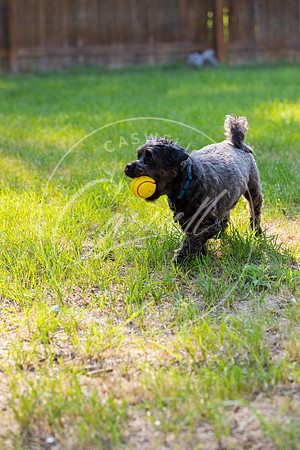 Pet_Project_Print-41