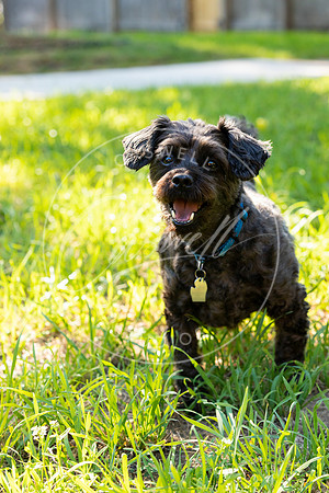 Pet_Project_Print-31