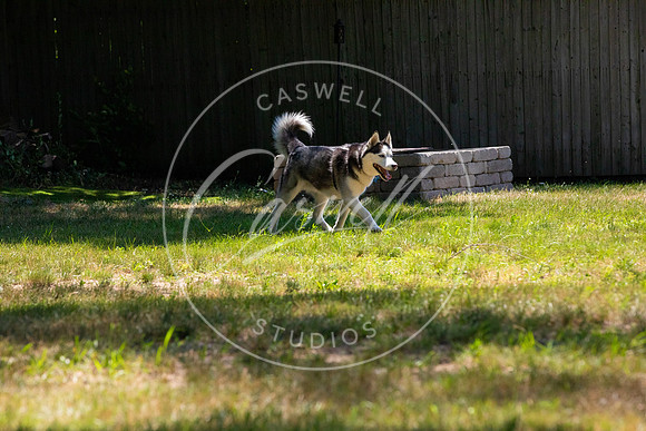 Pet_Project_Print-133