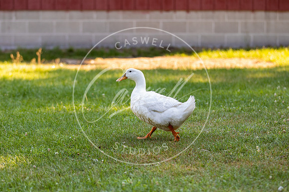 Pet_Project_Print-71