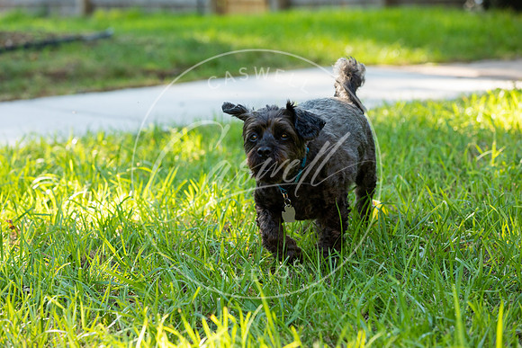 Pet_Project_Print-28