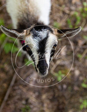 Pet_Project_Print-64