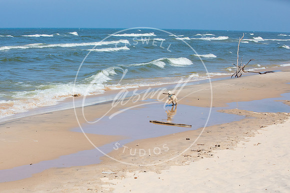 Pet_Project_Print-117