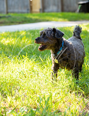 Pet_Project_Print-29