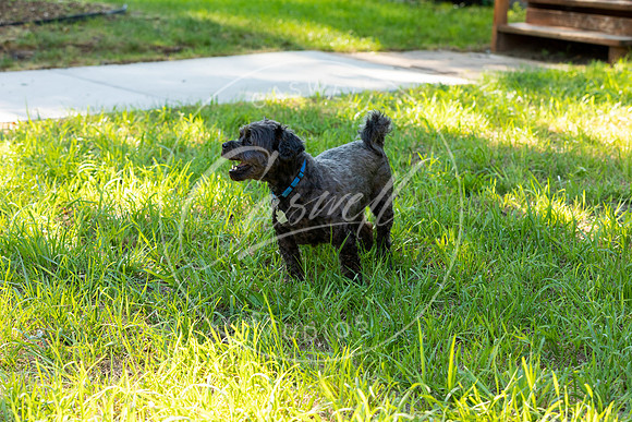 Pet_Project_Print-26