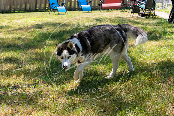 Pet_Project_Print-130