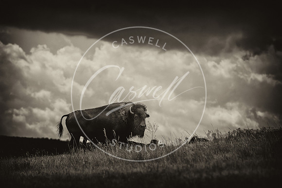 Black Hills Buffalo