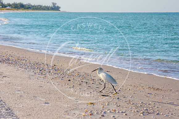 Sanibel Beach