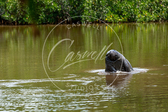 Sanibel