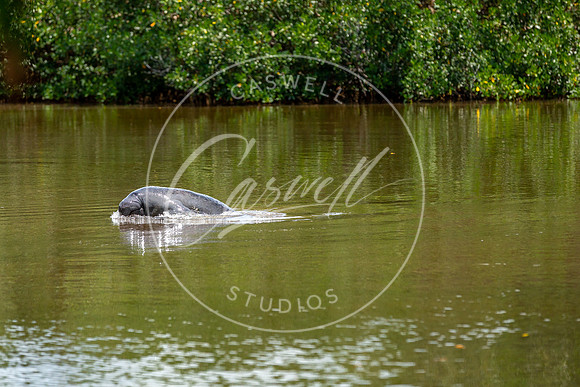 Sanibel