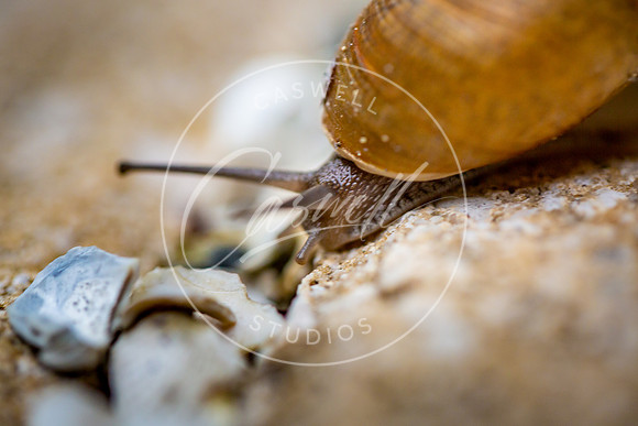Snail