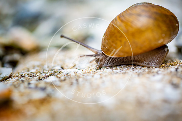 Snail