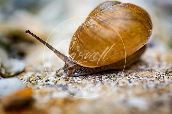 Snail