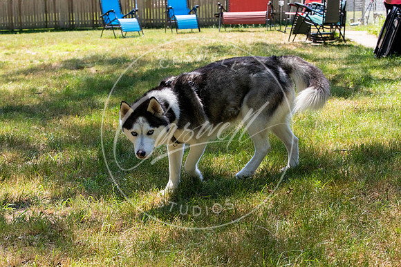 Pet_Project_Print-129