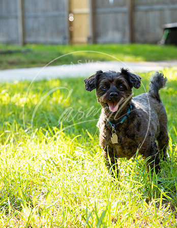Pet_Project_Print-30