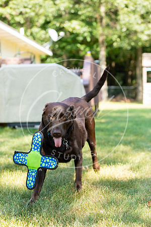 Pet_Project_Print-9