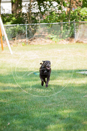 Pet_Project_Print-2
