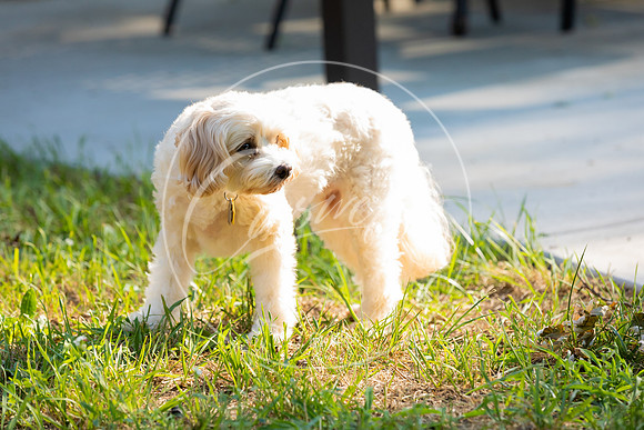 Pet_Project_Print-56