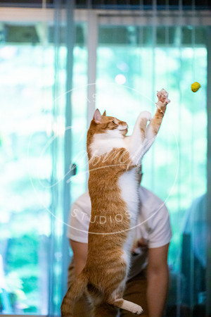Pet_Project_Print-228