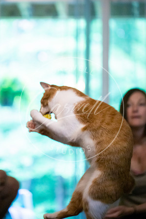 Pet_Project_Print-222