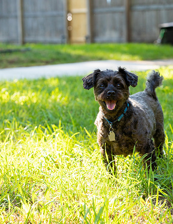 Pet_Project_Print-30