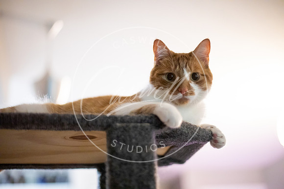 Pet_Project_Print-195