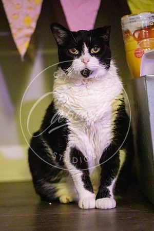 Pet_Project_Print-220