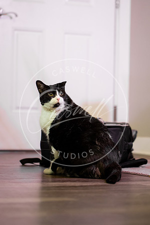 Pet_Project_Print-212