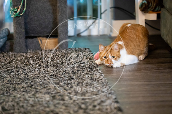 Pet_Project_Print-167