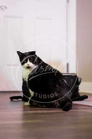 Pet_Project_Print-211