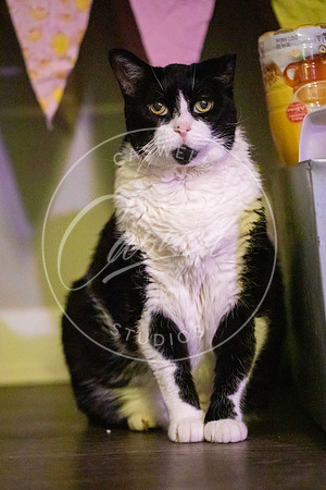 Pet_Project_Print-221