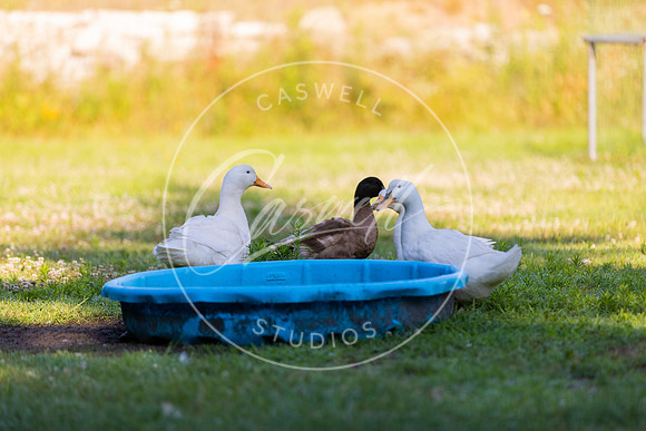 Pet_Project_Print-72